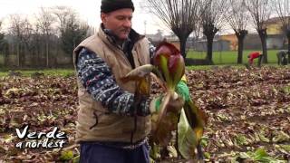 La coltivazione dei radicchi veneti