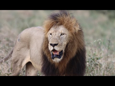 A Huge New Male Lion Takes Over the Mbiri Pride! Here's Trouble...