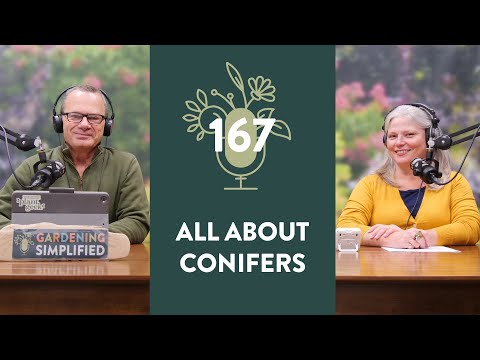 Captivating Conifers | A Guide to Understanding Conifers | 167