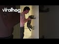 Tuxedo Cat Fails Intelligence Test ViralHog