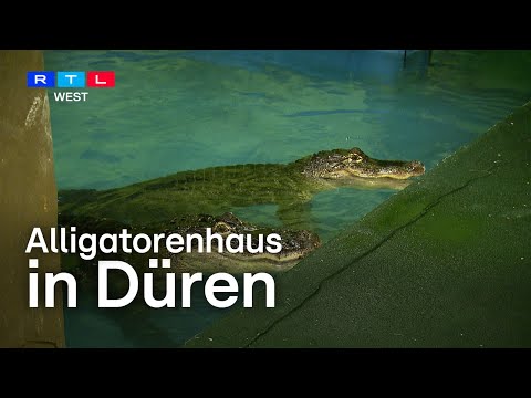 Alligatorenhaus in Düren I RTL WEST