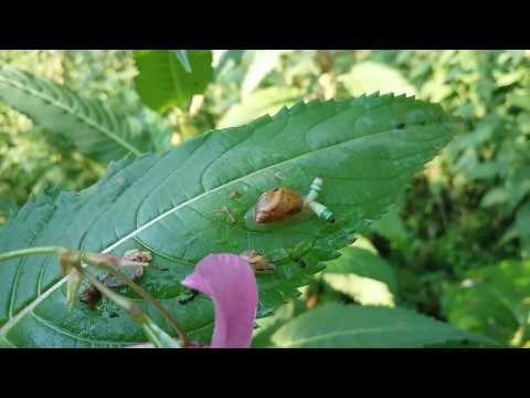 Гипноулитка