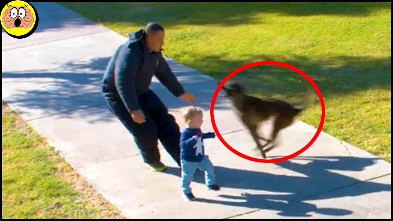 Loyale Honden die Mensenlevens Redde