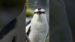 Download lagu Kicau burung kapasan kemiri. Gacor di alam liar. #birds #burunggacor #funnybirds #wildbirds mp3 Download lagu Kicau burung kapasan kemiri. Gacor di alam liar. #birds #burunggacor #funnybirds #wildbirds mp3
