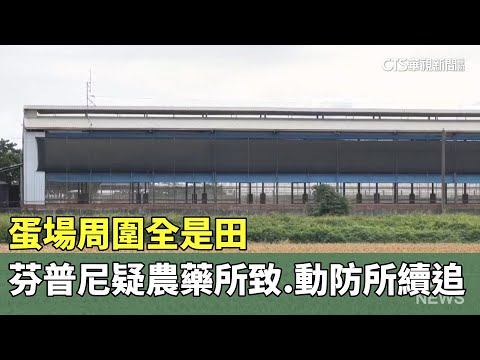 蛋場周圍全是田「芬普尼疑農藥所致」　動防所續追