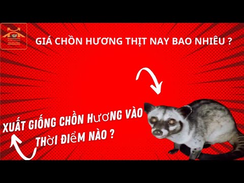 THU MUA CHỒN HƯƠNG GIÁ CAO 0932623378