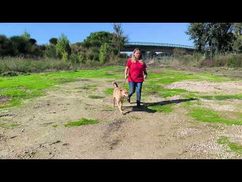 Vídeo de DAPHNE