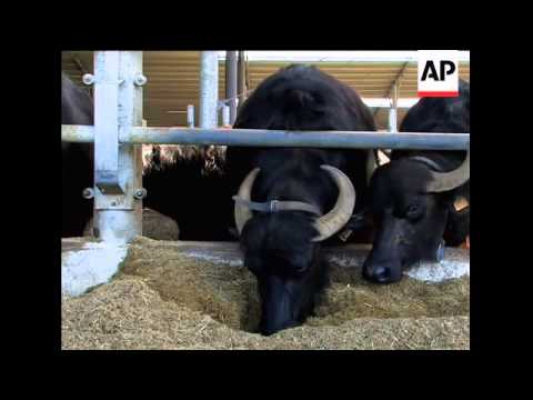 Happy buffalos make tasty mozzarella
