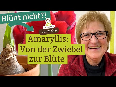 Warum blüht die Amaryllis nicht? Tipps für den erfolgreichen Weg von der Zwiebel zur Blüte