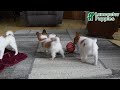 Papillon dogs for sale: Nick  - Video 1
