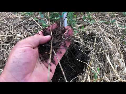 Maslinarski vlog 4.7.2021 - 🇪🇸 Oliana 🇪🇸