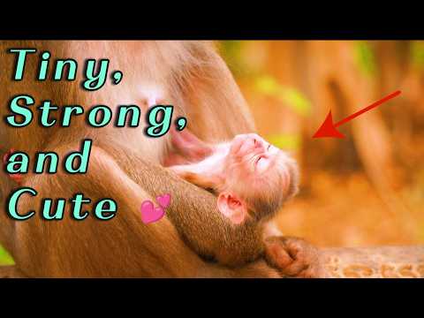 Mama Monkey Rosita’s Strong Baby Rosco Grows Fast  Close Up Cute Sleeping Moments 🐒💖