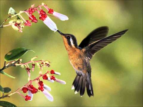 Carlinhos Veloz- beija-flor.wmv