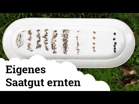 Wir ernten Samen von Sommerblumen, Salat, Amaranth und noch einige mehr 🌱