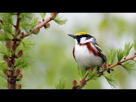 Passarinho - Rainer Scheurenbrand