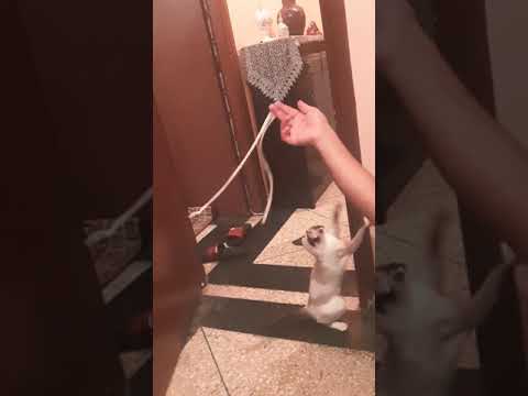 mechicha diyali ( ilane) 🐈🐈🐈