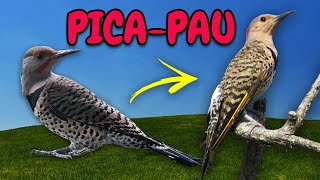 O Som dos Animais da Fazenda. Canto de Pica-Pau