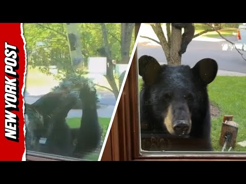 Mama bear caught on camera swiping bird feeder outside New York home