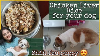 Chicken liver rice for your dog | How to  cook chicken liver for your puppy chocolate Shih Tzu puppy