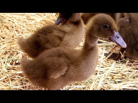 , title : 'The Beginner's Guide To Raising Ducklings (Days 1-14)'