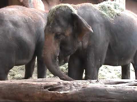 Bezoek aan Blijdorp 2000