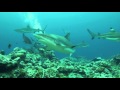 Sharks at Vertigo, Yap, Micronesia