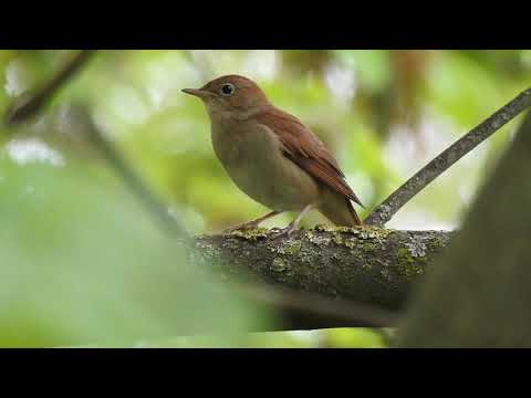 Nachtigall Männchen am Singen
