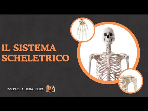 The skeletal system