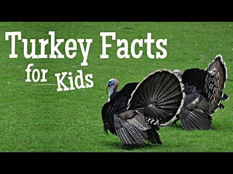 image-Why is turkey bad for you?