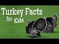 Turkey Facts For Kids