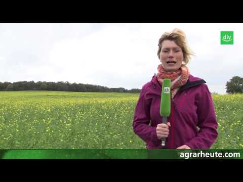 Pflanzenbau-Tipp: Zwischenfrüchte richtig wählen