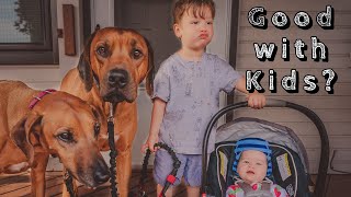 Are Rhodesian Ridgebacks Good Family Dogs