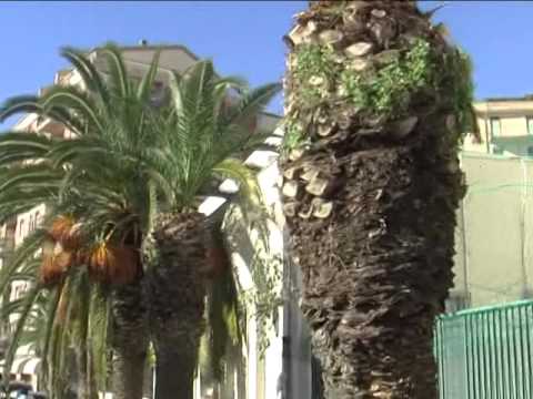 VERDE PUBBLICO, INTERVENTO DI SCRIMALI 02 03 2016