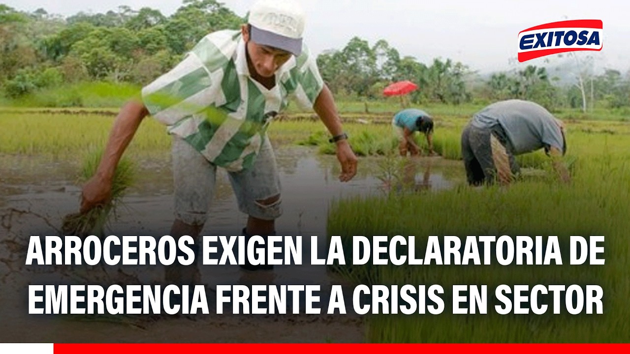 🔴🔵 Arroceros exigen la declaratoria de emergencia frente a crisis en sector