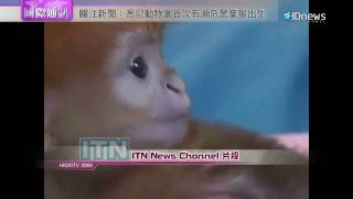 瀕危黑葉猴出生 /國際通訊