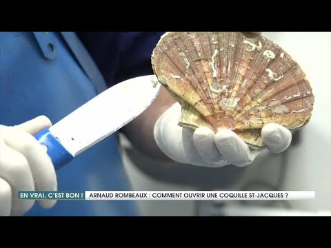 Comment ouvrir (facilement) des coquilles Saint-Jacques ?
