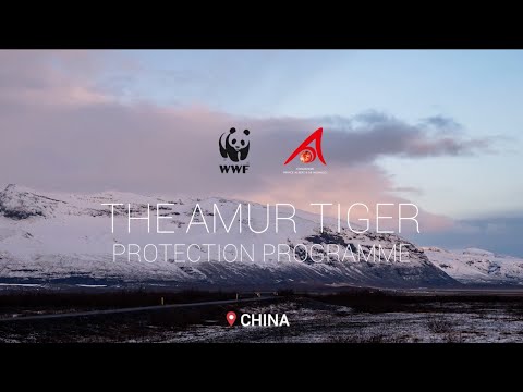 Protecting the Amur Tiger, World Tiger Day