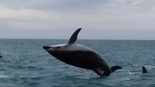 Download lagu Abdul Qodir Al Ala mp3