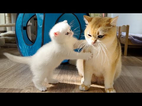 Day in the life of Cream I Day 39