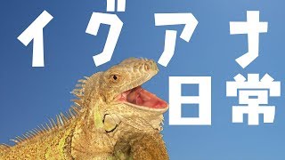 グリーンイグアナを飼うとこんな感じになります【Green Iguana】