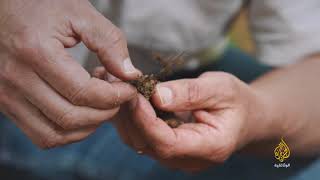 الأشجار.. عالم خفي تحت أقدامنا