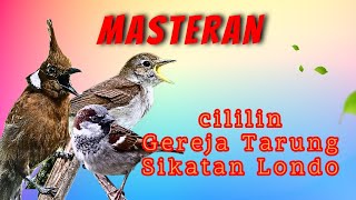 Download lagu Masteran Cililin Gereja Tarung Sikatan Londo Super Nembak Gacor mp3