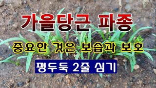 [텃밭농부 2,034]  가을당근 씨앗 파종. 그리고 보습과 보호하는 방법. #당근재배 #Carrot cul…