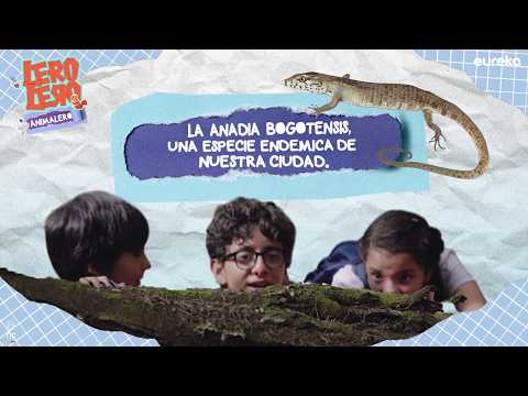 Lero, Lero, Animalero Capitulo 4 - La anadia bogotensis, una especie muy bogotana, tanto que su apellido hace honor a nuestra ciudad.