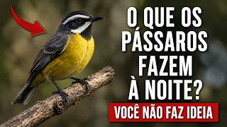 Miniatura do vídeo