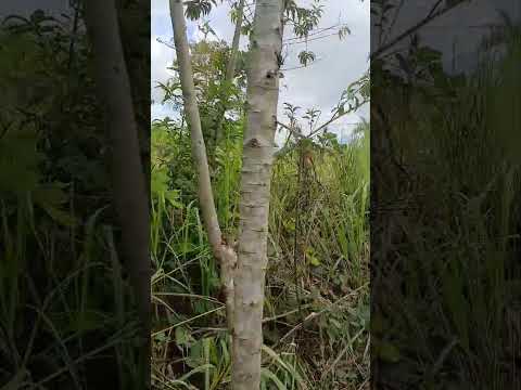 Predio Secretaria de educação do estado abandonado Porto Walter