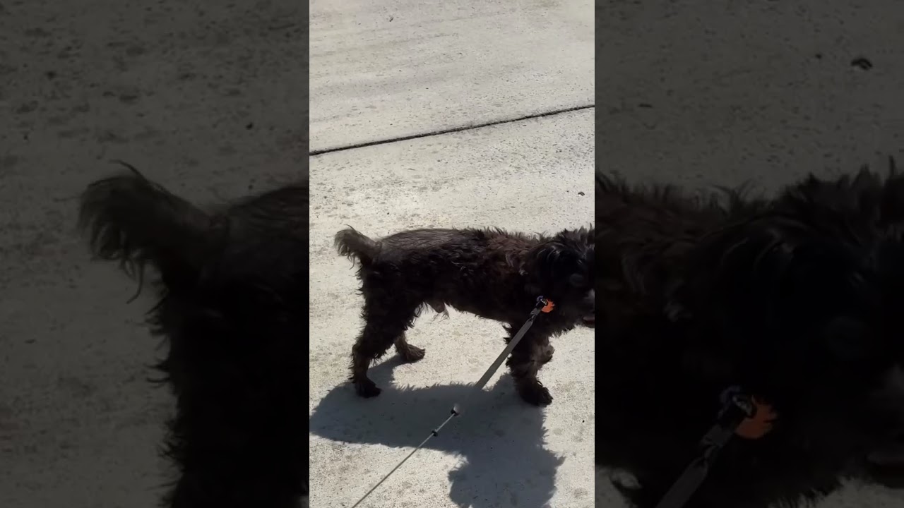 Enlarge Barnaby, a Adoptable mixed breed in Bessemer, AL video 6/6