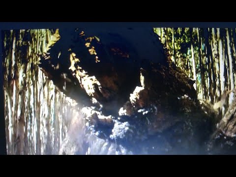 GIANT spore mantis Godzilla vs kong music