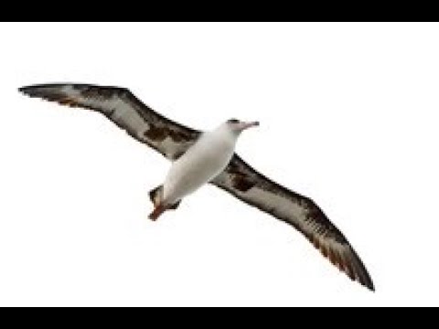 "Albatross" (Fleetwood Mac) Jason Ricci