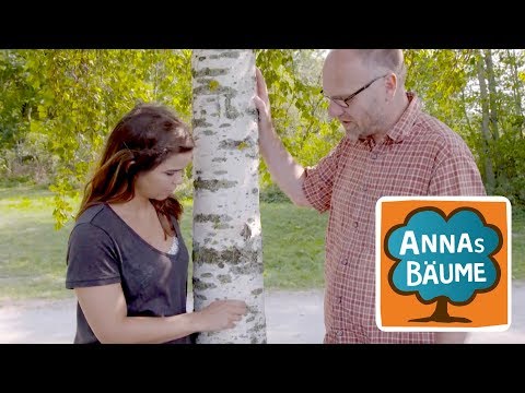 Birke | Annas Bäume | Reportage für Kinder |